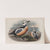 Eniconetta Stelleri. Steller’s Duck. (1862-1873) by John Gould
