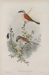 Enneoctonus collurio.Butcher Bird (1862-1873)