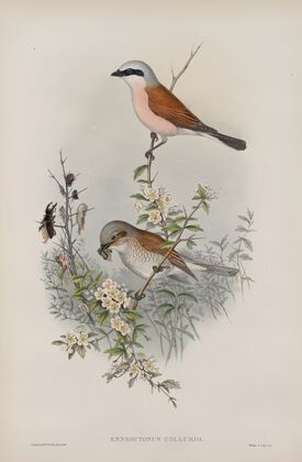 Enneoctonus collurio.Butcher Bird (1862-1873)