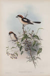 Enneoctonus rufus. Woodchat (1862-1873)
