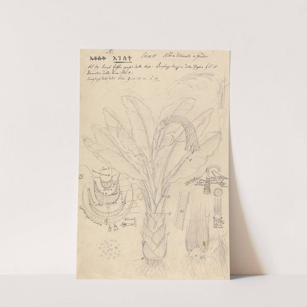 Ensete ventricosum 2 by Luigi Balugani