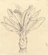 Ensete Ventricosum 3