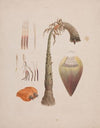 Ensete ventricosum (Welw.) Cheesman (African Wild Banana)