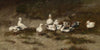 Enten am Bachufer