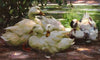 Enten am Ufer