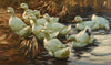 Enten aus dem Wasser gehend