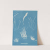 Enteromorpha compressa by Anna Atkins