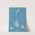 Enteromorpha compressa by Anna Atkins