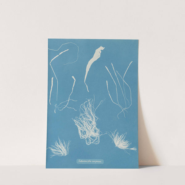 Enteromorpha compressa by Anna Atkins