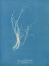 Enteromorpha compressa β prolifera