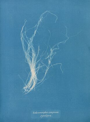 Enteromorpha compressa β prolifera