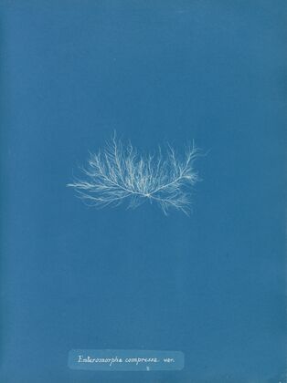 Enteromorpha compressa var.