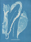 Enteromorpha intestinalis