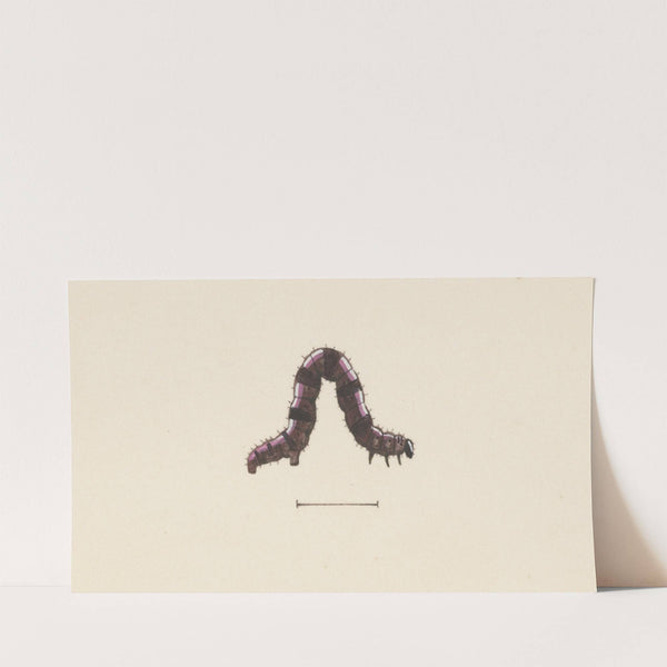 Entomology watercolour Pl.001 by George Hudson