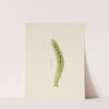 Entomology watercolour Pl.002 by George Hudson