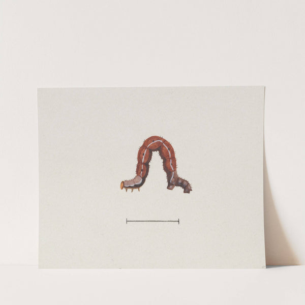 Entomology watercolour Pl.003 by George Hudson