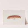 Entomology watercolour Pl.004 by George Hudson