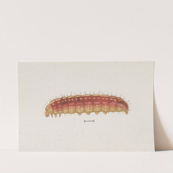 Entomology watercolour Pl.004 by George Hudson