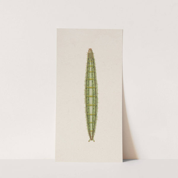 Entomology watercolour Pl.007 by George Hudson