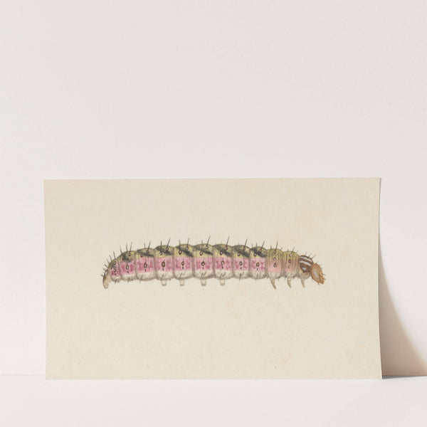 Entomology watercolour Pl.008 by George Hudson