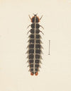 Entomology watercolour Pl.010
