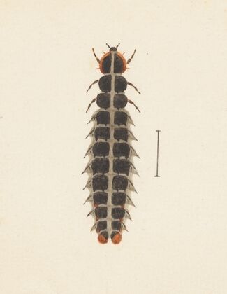 Entomology watercolour Pl.010