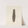 Entomology watercolour Pl.010 by George Hudson