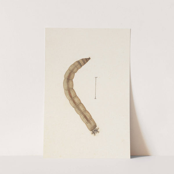 Entomology watercolour Pl.015 by George Hudson