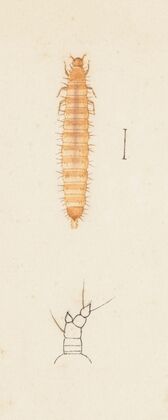 Entomology watercolour Pl.024
