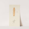 Entomology watercolour Pl.024 by George Hudson