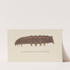 Entomology watercolour Pl.029 by George Hudson