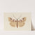 Entomology watercolour Pl.034 by George Hudson
