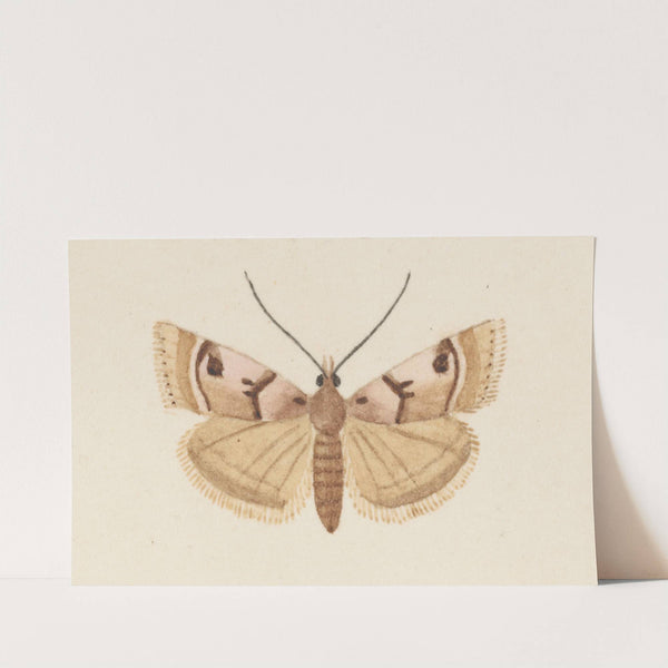 Entomology watercolour Pl.034 by George Hudson