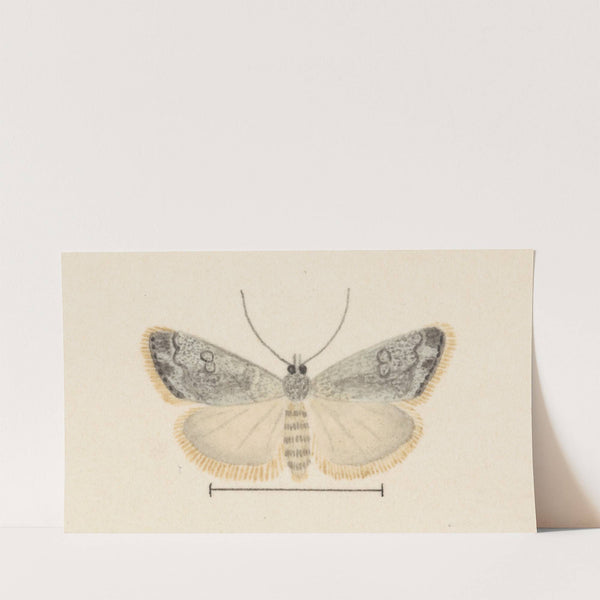 Entomology watercolour Pl.035 by George Hudson