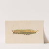 Entomology watercolour Pl.038 by George Hudson