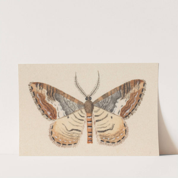 Entomology watercolour Pl.039 by George Hudson