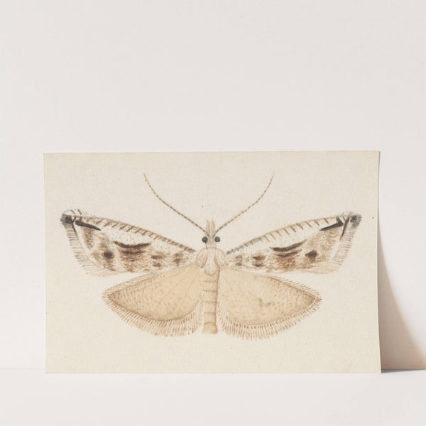 Entomology watercolour Pl.043 by George Hudson