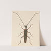 Entomology watercolour Pl.046 by George Hudson