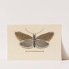 Entomology watercolour Pl.055 by George Hudson