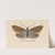Entomology watercolour Pl.055 by George Hudson