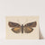 Entomology watercolour Pl.056 by George Hudson
