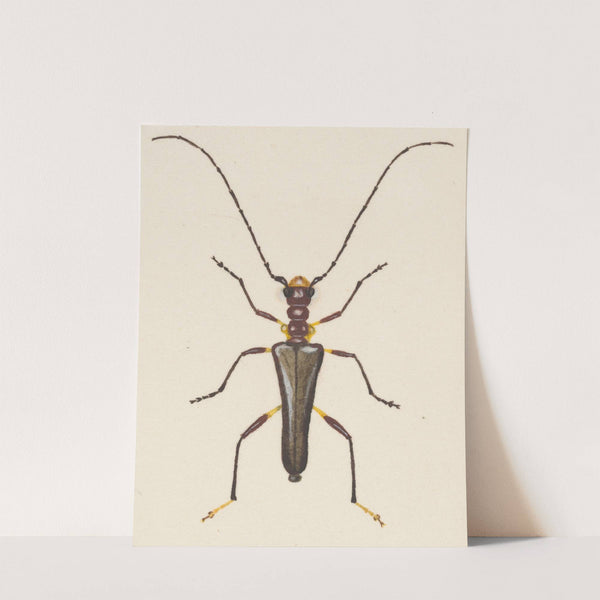 Entomology watercolour Pl.057 by George Hudson