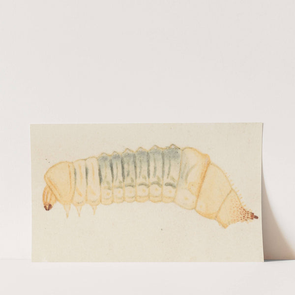 Entomology watercolour Pl.066 by George Hudson