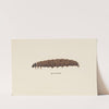 Entomology watercolour Pl.068 by George Hudson