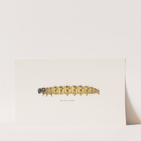 Entomology watercolour Pl.073 by George Hudson