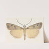 Entomology watercolour Pl.076 by George Hudson