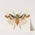 Entomology watercolour Pl.078 by George Hudson