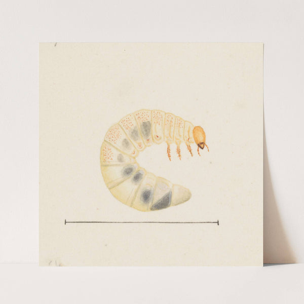 Entomology watercolour Pl.087 by George Hudson