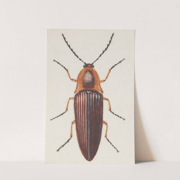 Entomology watercolour Pl.091 by George Hudson