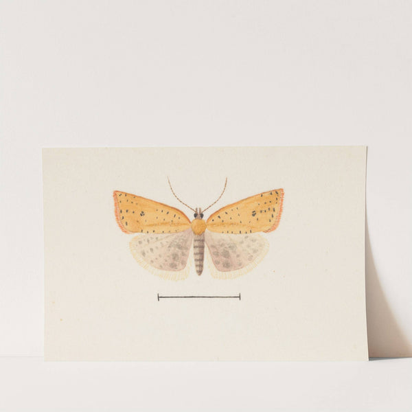 Entomology watercolour Pl.099 by George Hudson